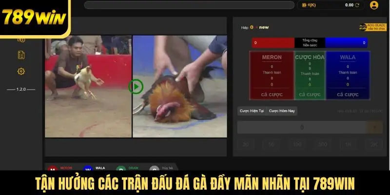 Tận hưởng các trận đấu đá gà đầy mãn nhãn tại 789Win